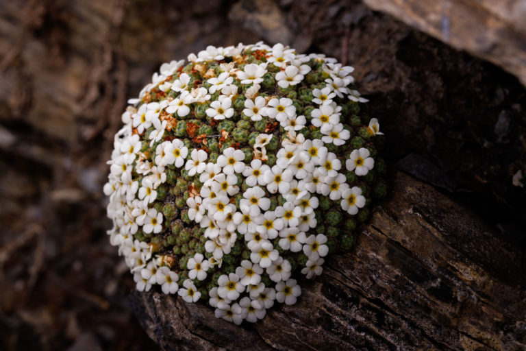 0305-fleur-androsace