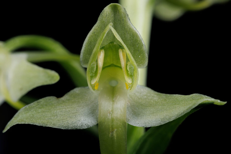 0652-fleur-macro-detail-orchid