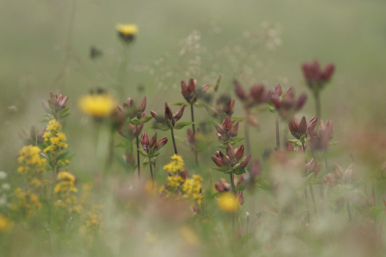 0899-fleur-bucolique-gentiane-pourpre