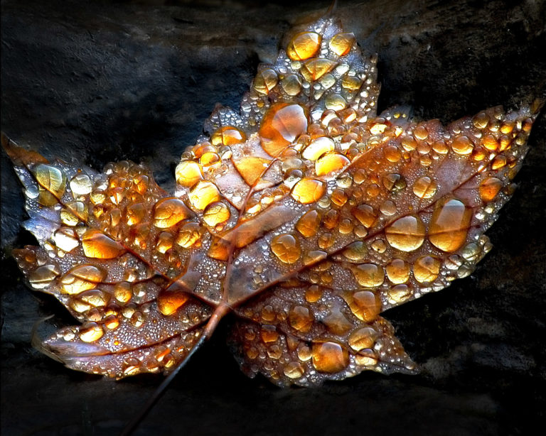 feuille érable or rosée ambre