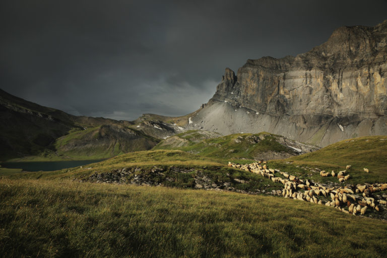 moutons anterne fiz orage vert jaune
