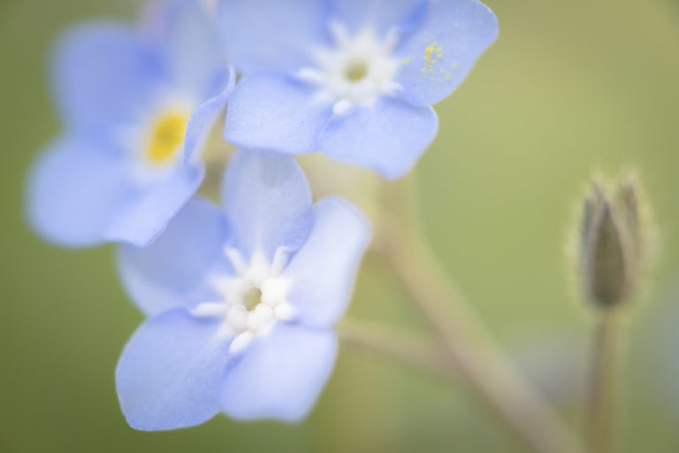 macro-flore-fleur-myosotis