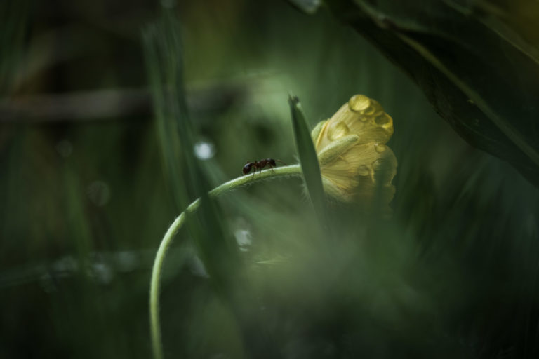 flore-fleur-fourmis-renoncule-alpes-macro