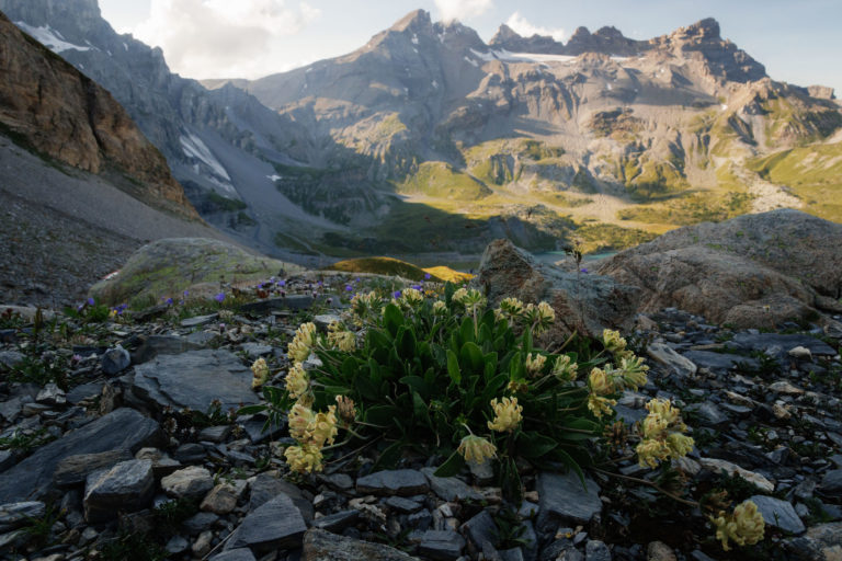 1358-salanfe-dent-du-midi-suisse-fleur