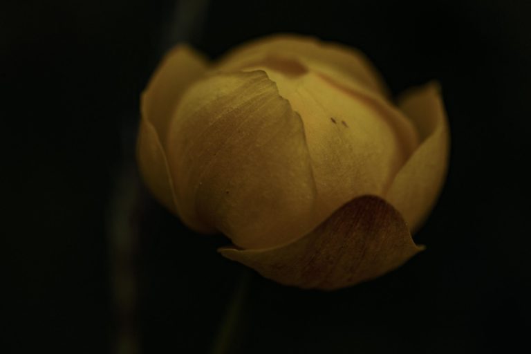 trolle-fleur-macro