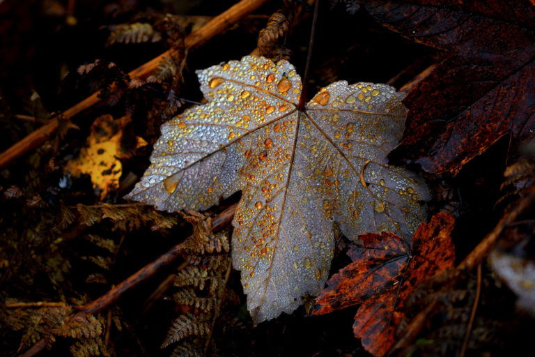 feuille automne détail gouttes or
