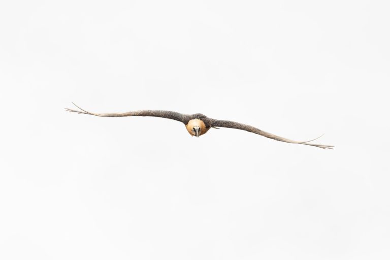 gypaete barbu blanc de face