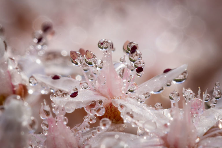 2499-details-orpin-gouttes