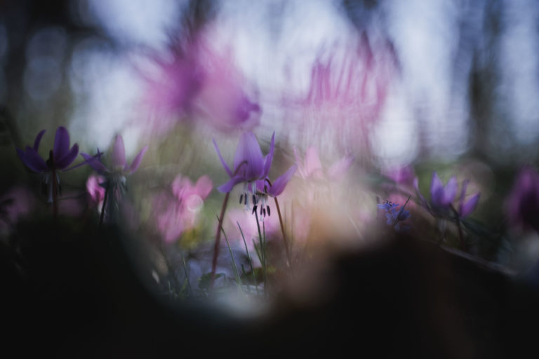 2539-dent-de-chien-details-fleur