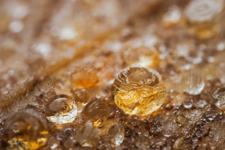 2626-goutte-rosee-ambre-feuille-details