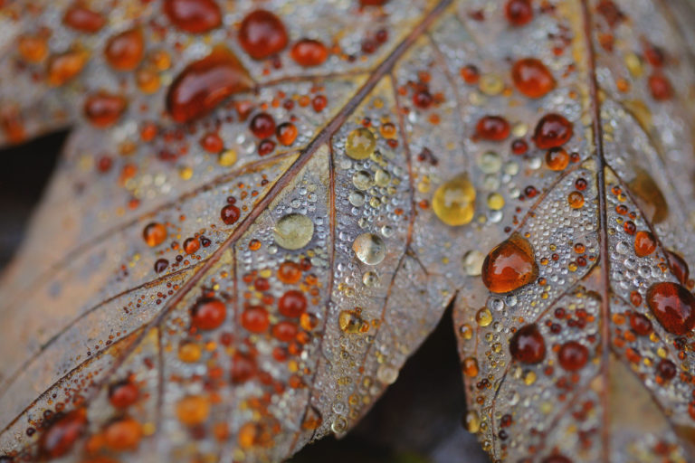 2727-details-grouttes-feuille-ambre