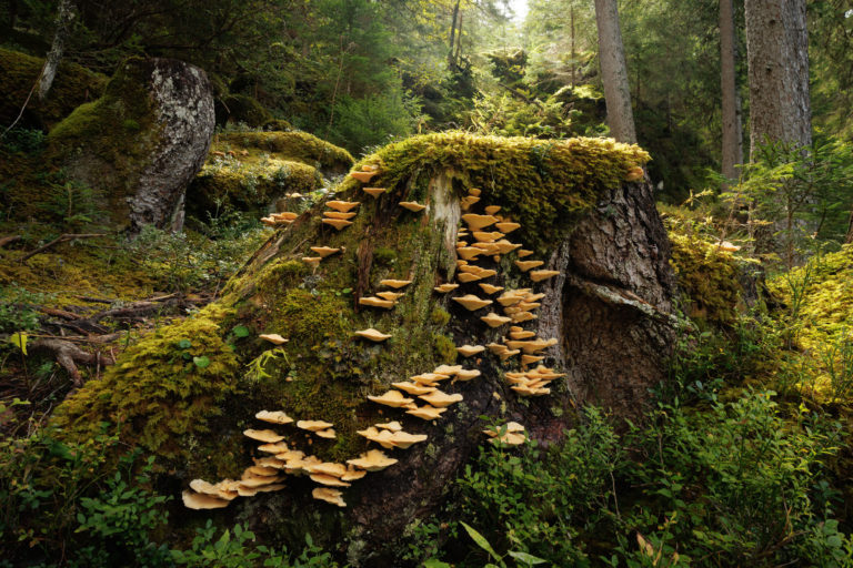 2740-champignon-foret