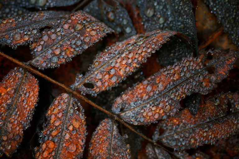 2783-details-feuille-gouttes