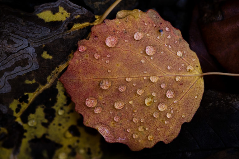 feuille-automne-macro-rosee-detail