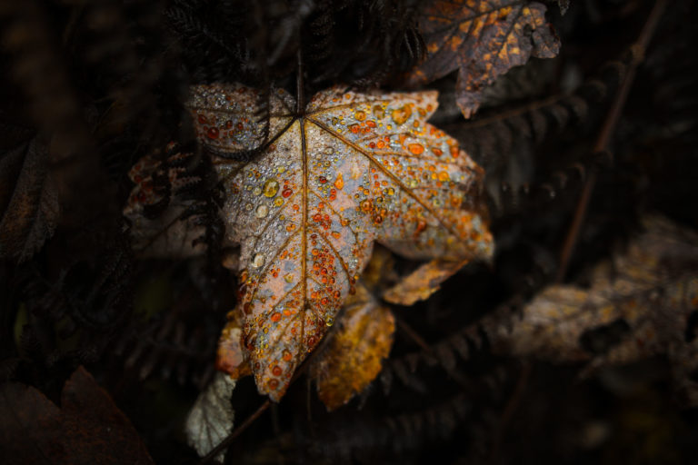 2911-details-feuille-gouttes-ambre