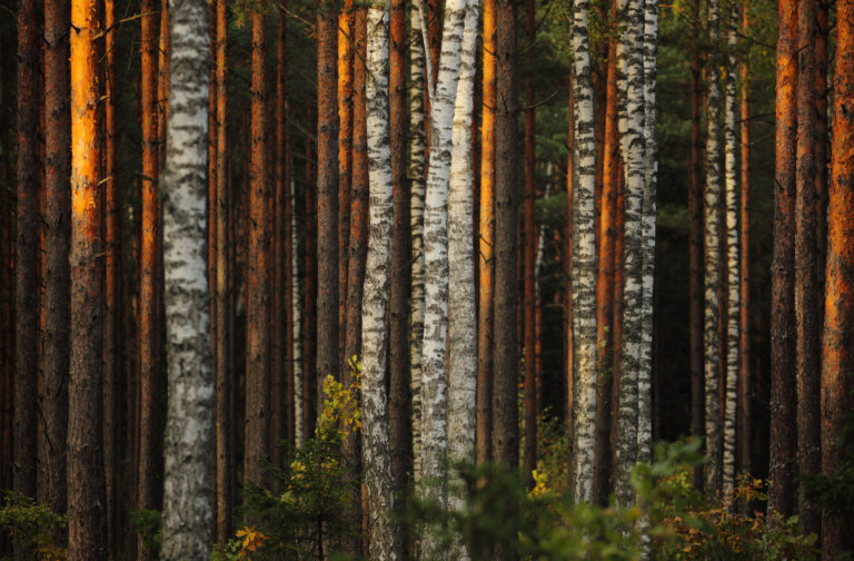 bialowieza-pologne-foret-troncs