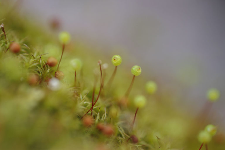 2930-detail-mousse-macro