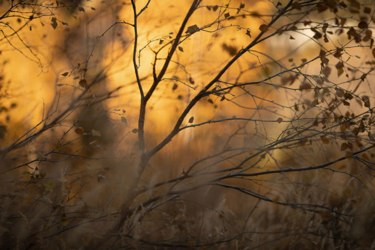 arbre-feu-giffre-automne-intimiste