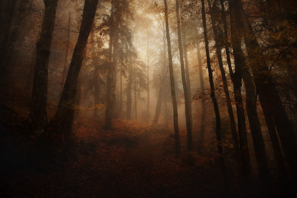 Un guide hors des ténèbres foret-automne-hautesavoie