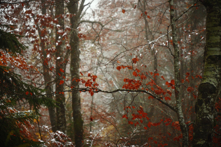automne-foret-rouge-ambiance