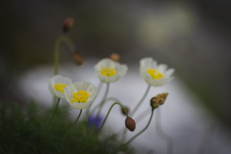 pavot-des-alpes-haute-savoie-fleurs