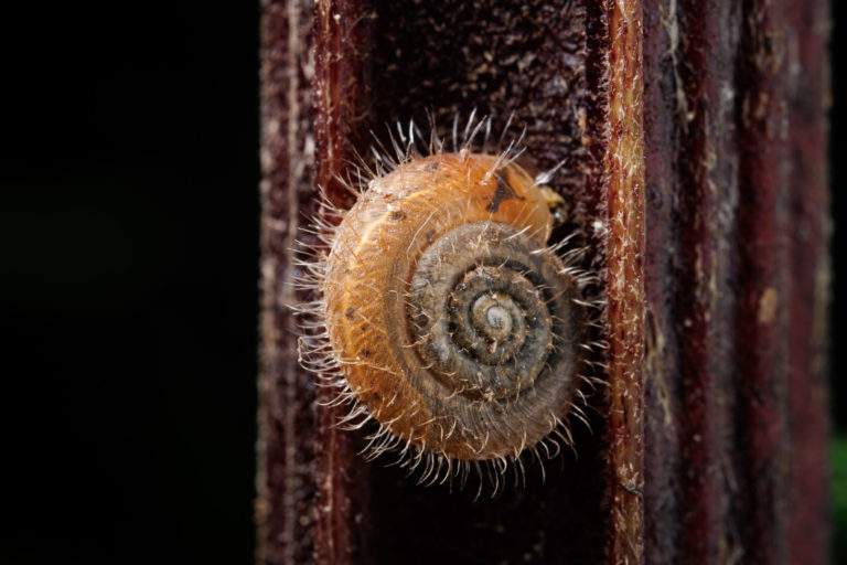 3235-escargot-details-trochulus-hispidus