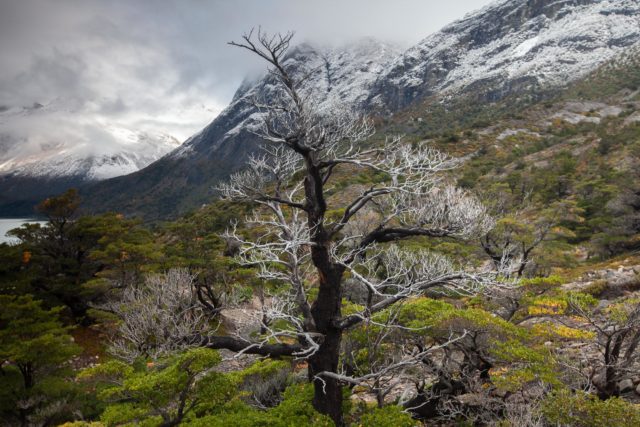 Arbre squelette arbre-patagonie-chili-torresdelpaine-refugio-los-cuernos