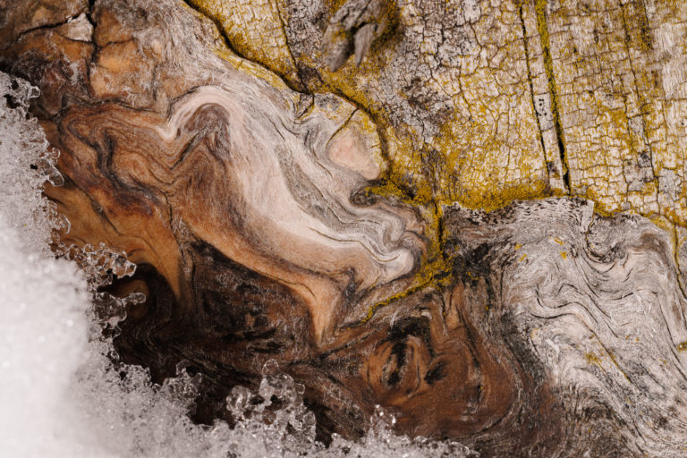 3305-detail-abstrait-champignons