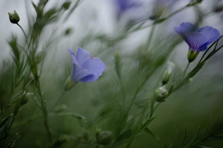 fleurs-flore-lin-sauvage-alpes