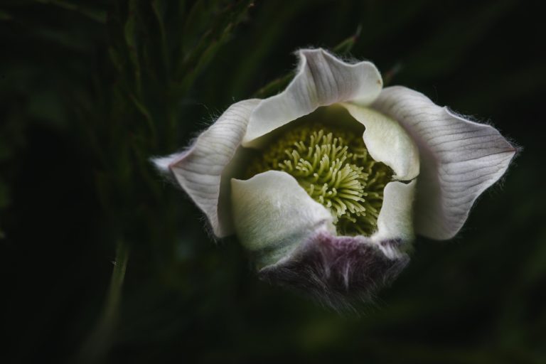 anemone-pulsatille-macro