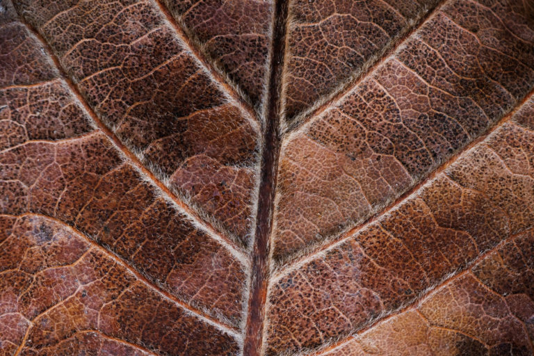 3322-details-feuille-nervures