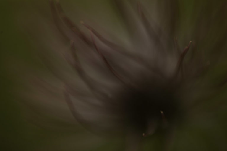 anemone-flore-abstrait-alpes