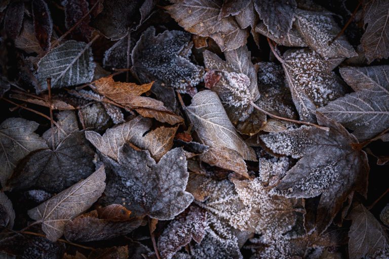 texture-feuilles-mortes-automne-givre-grenat