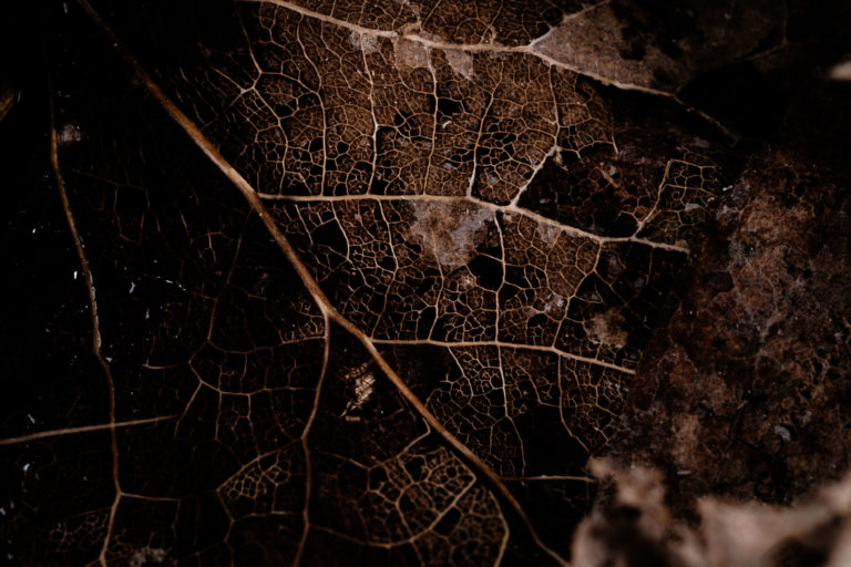 3511-detail-feuille-macro