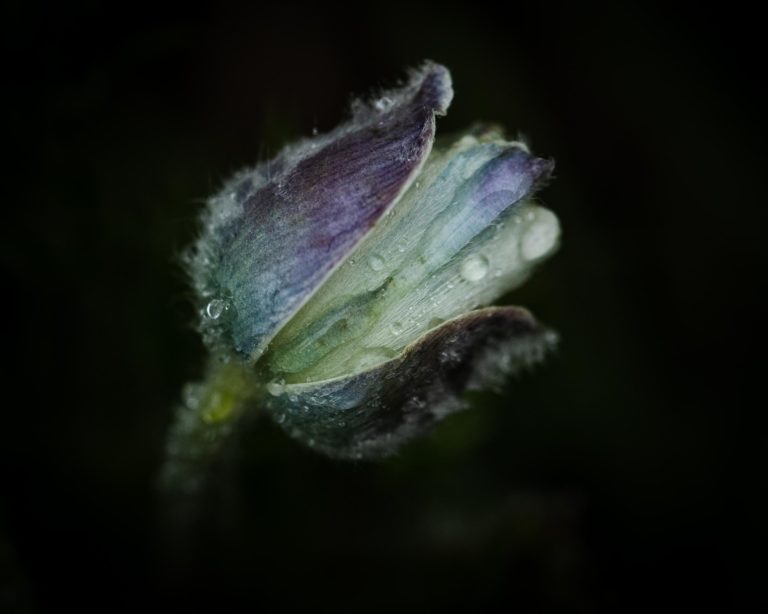 pulsatile-anemone-fleur-montagne