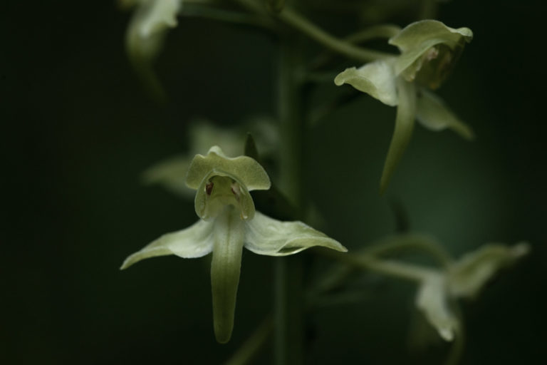 orchidee-platanthere-alpes