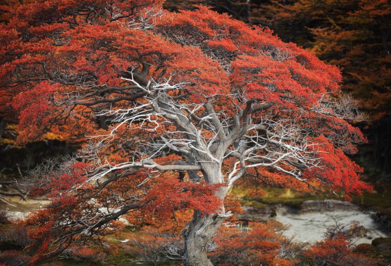 nothofagus-antarctica-patagonie-arbre-automne