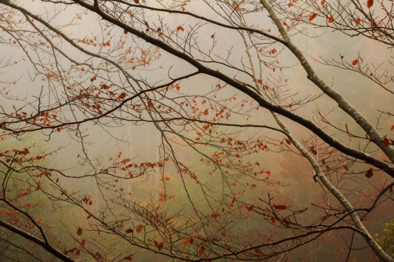 branches-automne-poesie