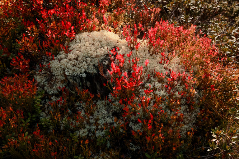 Lichen blanc et myrtilliers rouges sur une souche à 2000 m, lac d’Émosson, Valais, Suisse. Photographie d’Alexandre Deschaumes.