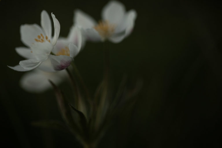 anemone-fleur-narcisse-flore-alpes