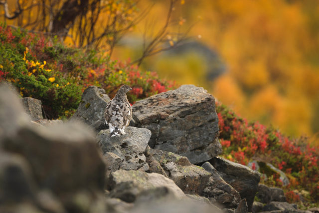 Lagop&egrave;de alpin pos&eacute; sur des rochers dans la v&eacute;g&eacute;tation automnale, &agrave; Senja en Norv&egrave;ge