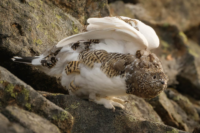 Lagop&egrave;de alpin en transition de plumage sur les rochers, &agrave; Senja en automne