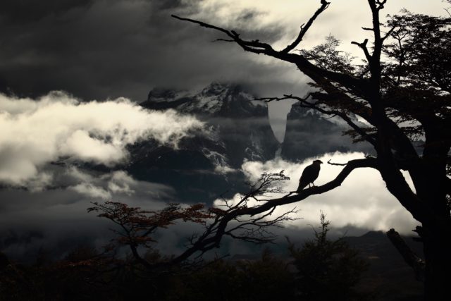 L'Ombre qui orne le ciel caracara silhouette torres del paine patagonie sombre