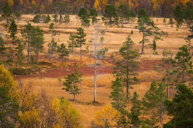 Arbre mort isol&eacute; dans une plaine humide d&rsquo;Anderdalen, &agrave; Senja, en automne