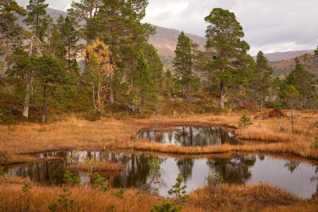 Vieux pins et bouleaux dans une zone humide de la vall&eacute;e d&rsquo;Anderdalen, &agrave; Senja, en automne