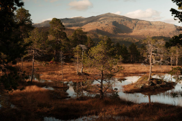 Zone humide foresti&egrave;re et pins clairsem&eacute;s dans la vall&eacute;e d&rsquo;Anderdalen, &agrave; Senja, en Norv&egrave;ge