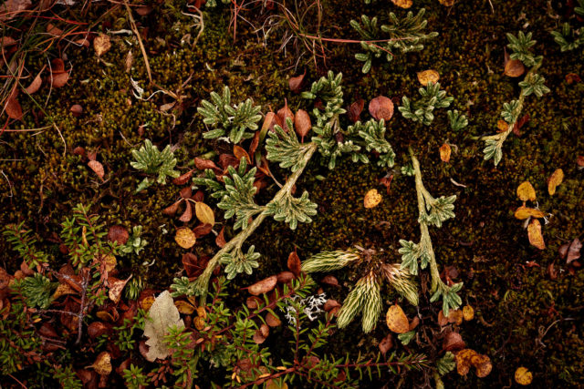 D&eacute;tails de lycopodes et de mousses sur le sol forestier &agrave; Senja, en Norv&egrave;ge