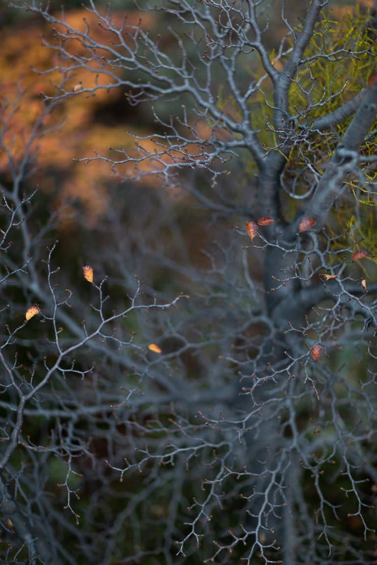 5492-2013 patagonie-vegetation-details-automne