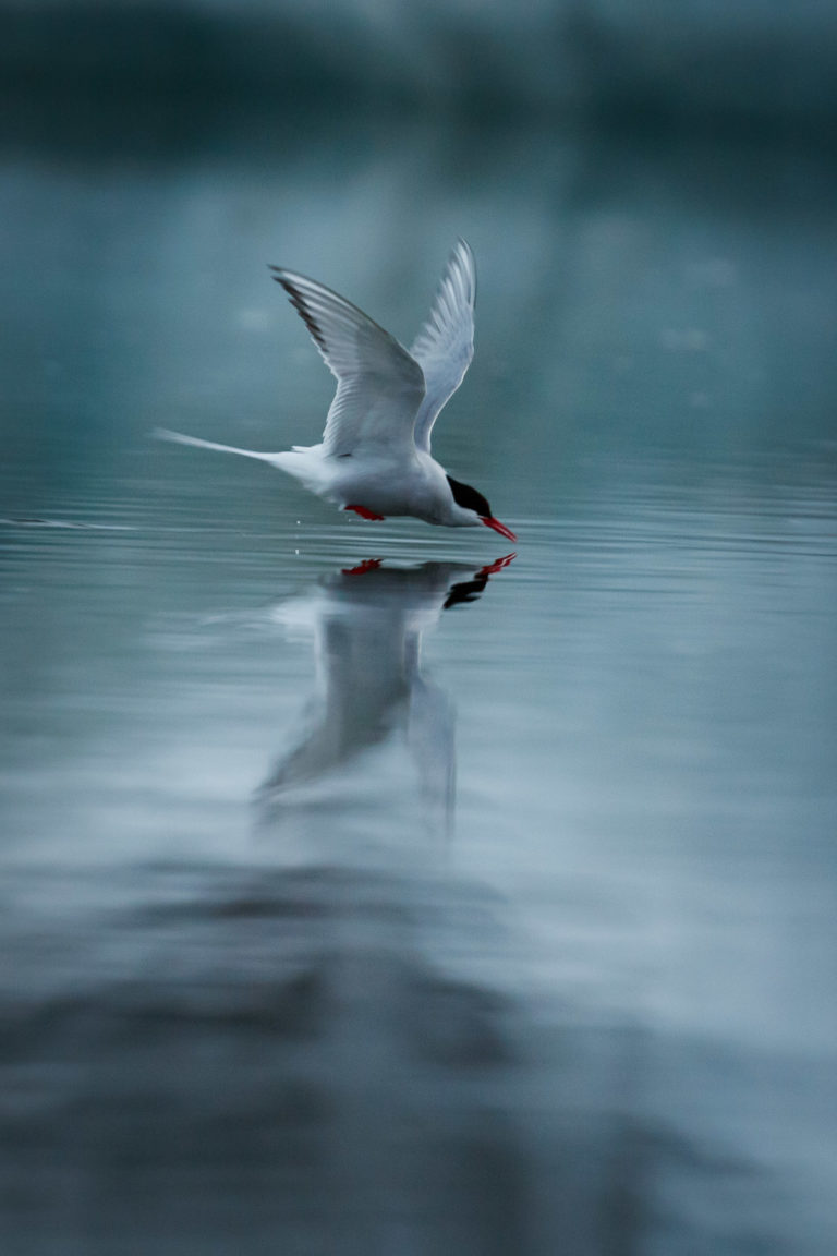 5800-2014 islande-sterne-arctique-jokulsarlon