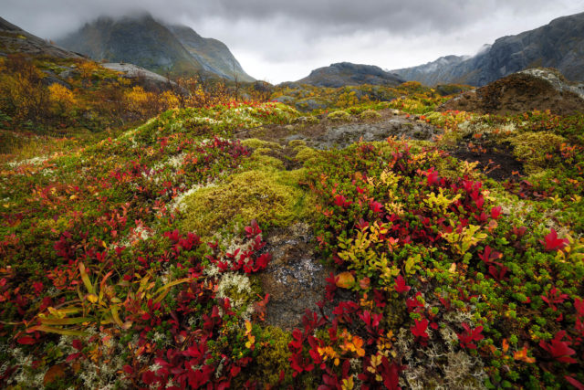 D&eacute;tails de la v&eacute;g&eacute;tation bor&eacute;ale au sol, avec myrtilliers, mousses et lichens, dans les paysages des Lofoten, Norv&egrave;ge